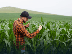 Engenharia Agronômica – Ênfase em Manejo de Pragas e Agricultura