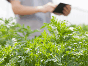 Pós-Graduação Gestão de Projetos e Suprimentos (Ênfase em Agronegócio)